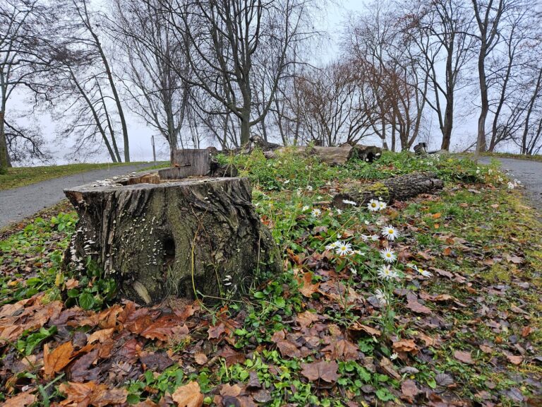 3 tapaa lisätä lahopuuta kaupunkivihreään