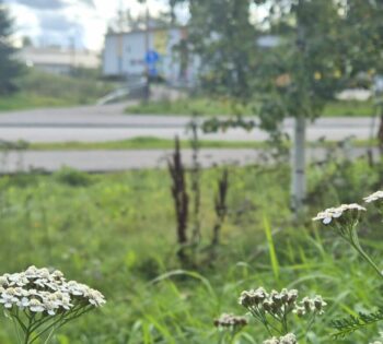 Nostokuva julkaisusta Hoitamattomat kaupunkipuistot ja luonnolliset pinnat lasten leikkiympäristöissä tarjoavat monimuotoisempaa mikrobialtistusta