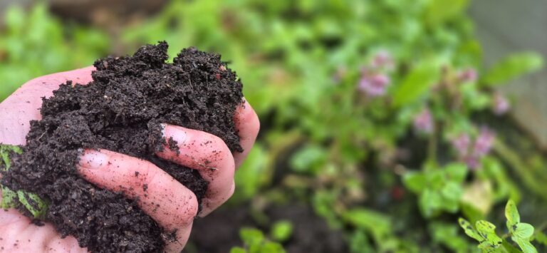 BBC highlights Finnish research: Getting your hands dirty boosts your health within weeks